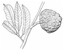 annona01_kl.jpg